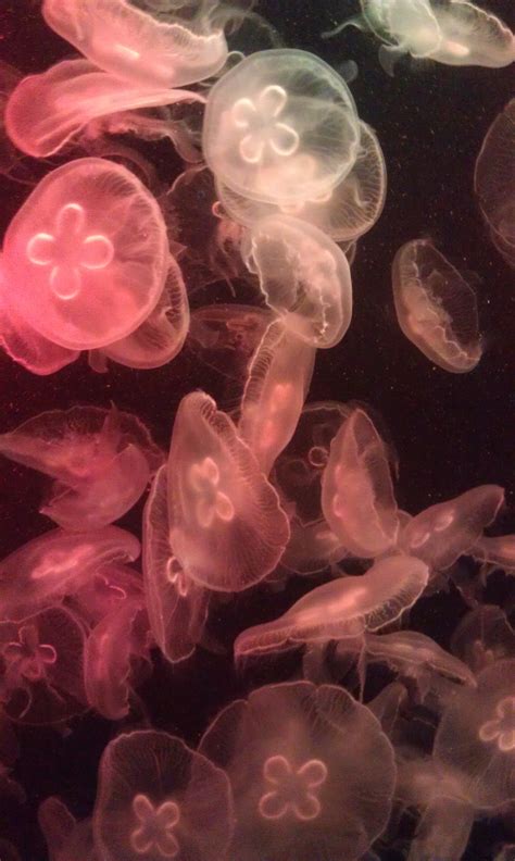 картинки : воды, лепесток, животное, Розовый, Беспозвоночный, Cnidaria ...