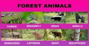 Forest Animals: Helpful List of 55 Different Animals Living in the ...