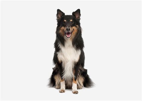 Europetnet - Shetland Sheepdog