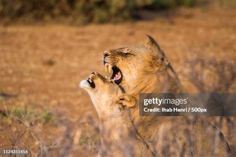 Female Lion Roar Photos and Premium High Res Pictures - Getty Images