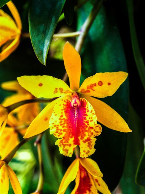 orchid flower  stock photo public domain pictures