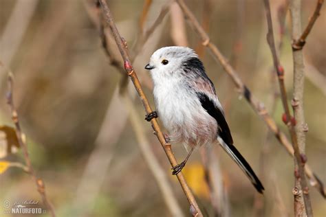 New Photos | NaturePhoto