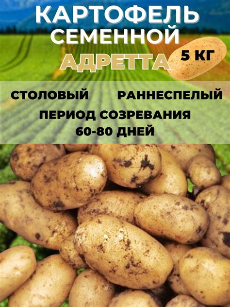 Картофель семенной, на посадку купить на OZON по низкой цене (1423007696)