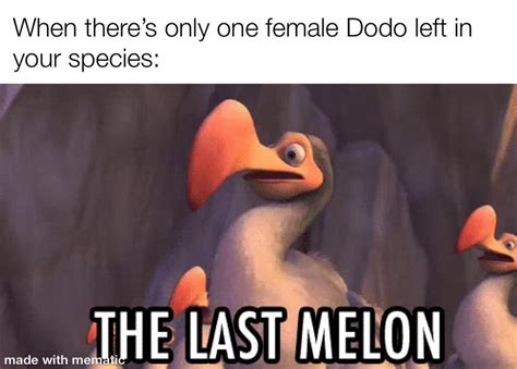 Dodo birds be like : dankmemes