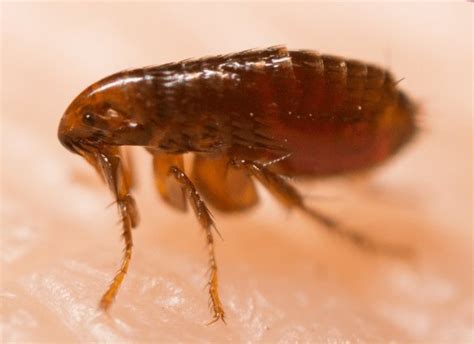 FLEAS - Pest Terminator