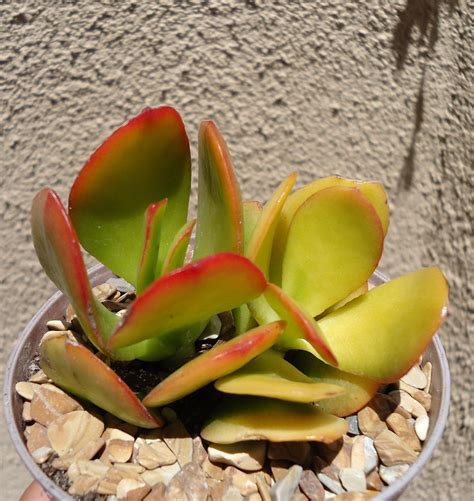 Golden Jade Crassula Ovata 'Hummel's Sunset'