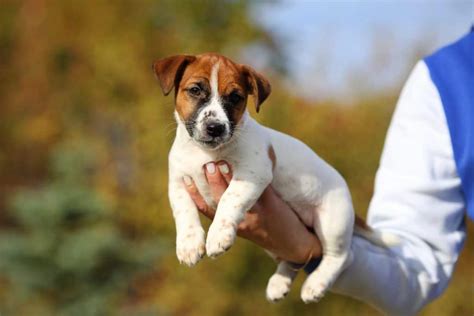 What Age Is A Jack Russell Fully Grown