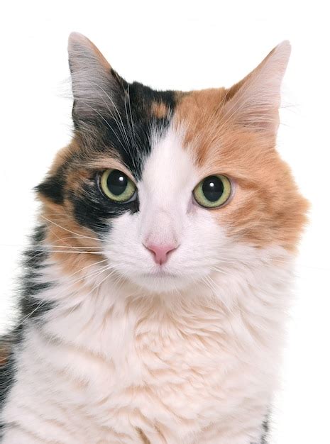 Premium Photo | Tricolor cat