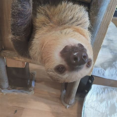 Shoshana Weissmann, Sloth Committee Chair 🦥 (@senatorshoshana) / Twitter