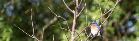 Bird-Watching : Programs | Events : Adkins Arboretum