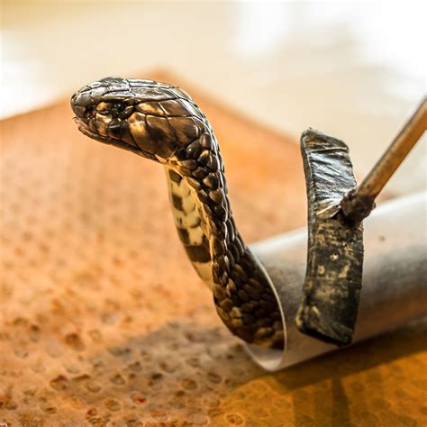King Cobra Snake Attack