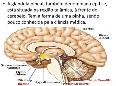 O Que É Glandula Pineal - PPT - A Glândula Pineal PowerPoint Presentation, free download - ID:2373507