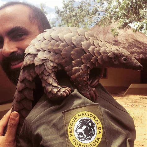 60 Pangolin Facts: Guide to All 8 Species (Sweet, Scaly, and Endangered ...