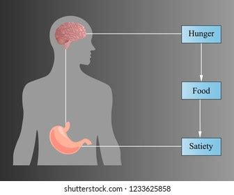 99 Assimilation Digestion Images, Stock Photos & Vectors | Shutterstock