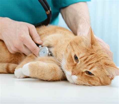 Signs Of Pain In Animals | Fairfield Animal Hospital