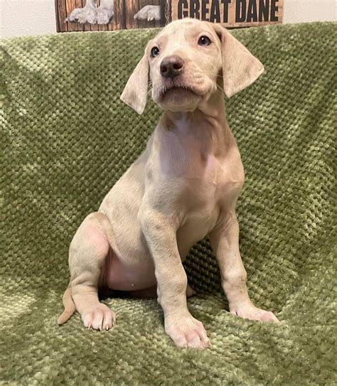 White And Brown Great Dane Puppies