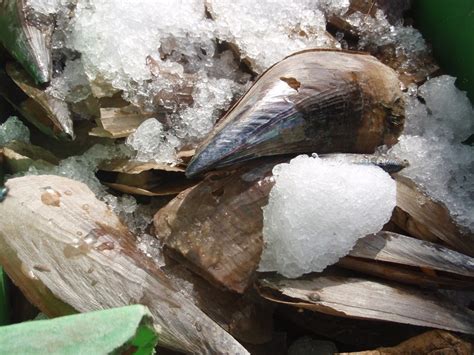 Xing Fu: SIPUT KEMUDI