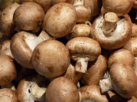 champignons mushrooms  pixabay