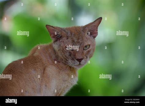 face damaged cat super  cat injured cat aged cat  blurred