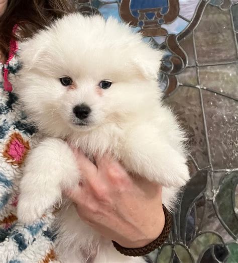 AKC Puppies For Sale In Milwaukee, WI