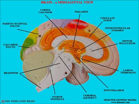 Midsagittal Section Of The Brain Labeled