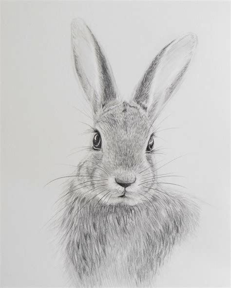 draw  rabbit  pencils sabrina hassler illustration drawing blog