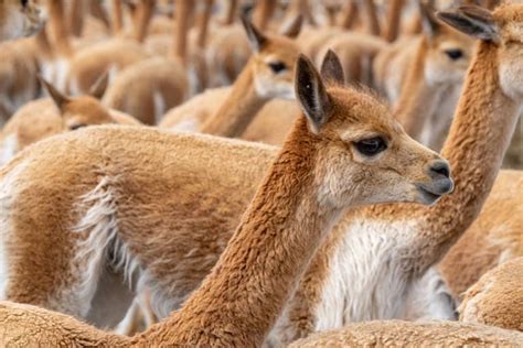 The 7 Types of Camels: From the Desert to the Andes