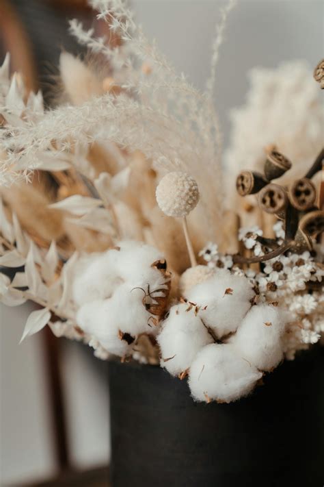 Cotton Photos, Download The BEST Free Cotton Stock Photos & HD Images 