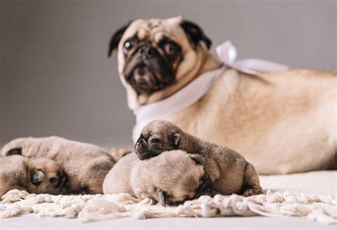 Newborn Pug Puppies
