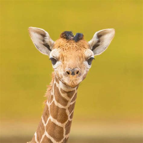 New Baby Giraffe Grace - Safari West