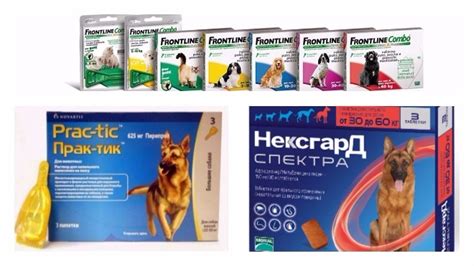 Лучшее средство от клещей для собак: 15 эффективных средств