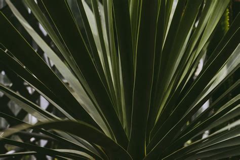 tropical plants  summertime  public domain photo