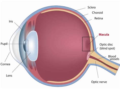 Macula lutea is a part of | Zoology Questions