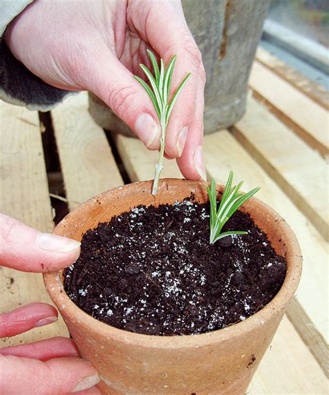 Experts tips for how to propagate rosemary from cuttings | Homes and