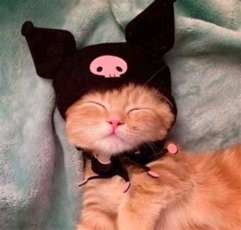 ♡Kuromi♡ | Baby cats, Cats, Animals