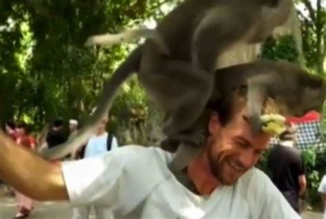 Homem Faz Sexo Com Macaca