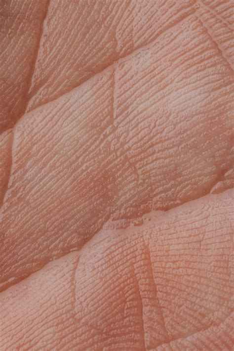 Why is the skin important to the human body? · Get a professor