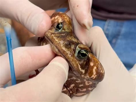 Sapo Com A Boca Colada - Biólogo resgata sapo com boca colada