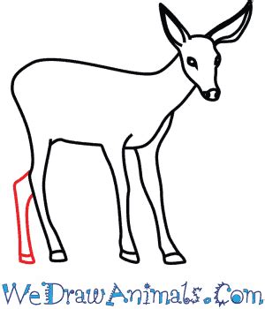 How to Draw a Mule Deer