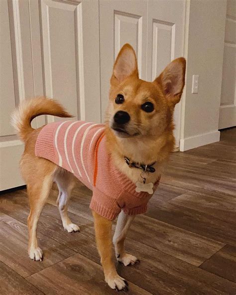 The Shiba Inu Chihuahua Mix: Tiny, Sweet, But Never Discreet