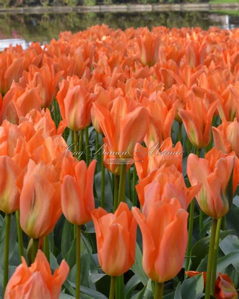 Тюльпан Оранж Эмперор (Tulipa Orange Emperor) - Тюльпаны Фостера ...