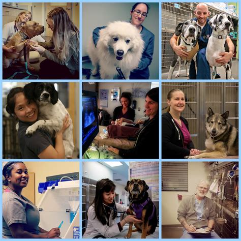 animal medical center of the antelope valley 6