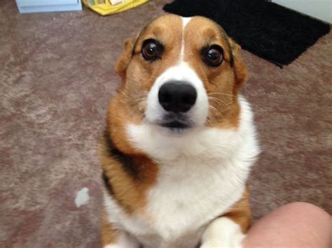 Best Tri Colored Corgi Face