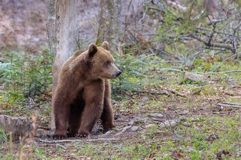 Bears in the Carpathian Mountains Romania wildlife holiday | Europe ...