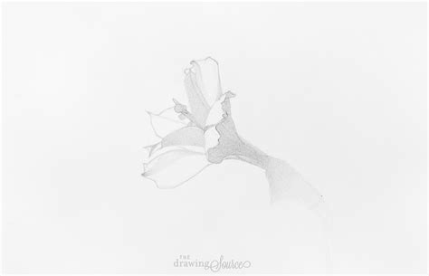 How to Draw a Flower