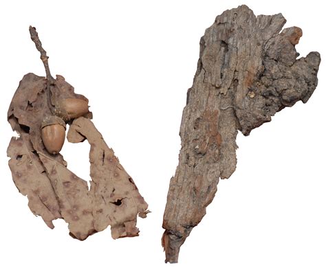 Bark, leaf and acorn of Takovski grm (Takovo bush) – Museum of the ...