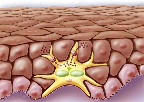 electrical signals  skin cells  influence melanoma initiation