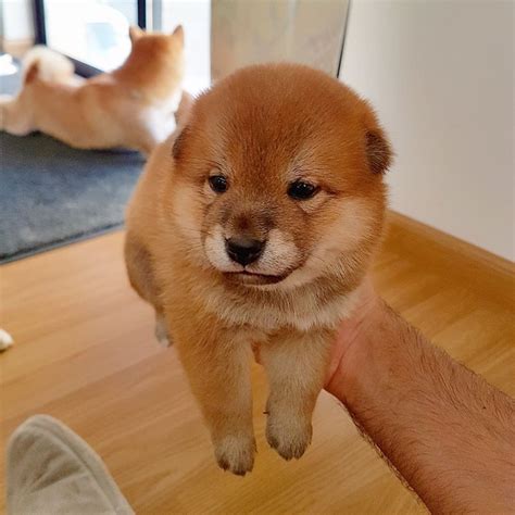 PsBattle: This adorable baby Shiba Inu dog being held up in the air ...