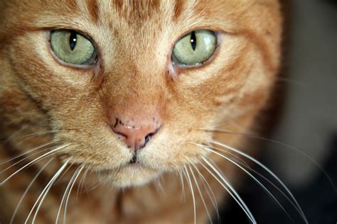 orange cat face  stock photo public domain pictures