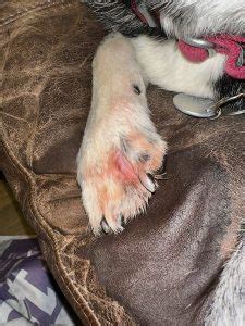 how to treat dog paw yeast